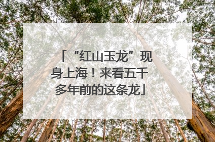 “红山玉龙”现身上海！来看五千多年前的这条龙