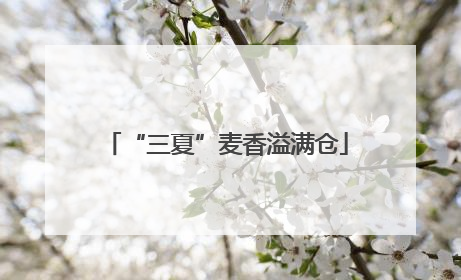“三夏”麦香溢满仓