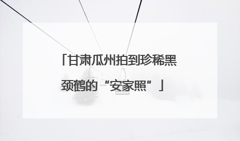 甘肃瓜州拍到珍稀黑颈鹤的“安家照”