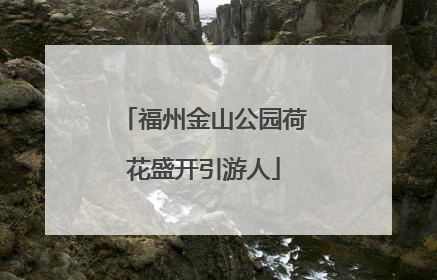 福州金山公园荷花盛开引游人
