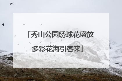 秀山公园绣球花盛放 多彩花海引客来
