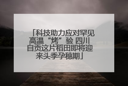 科技助力应对罕见高温“烤”验 四川自贡这片稻田即将迎来头季孕穗期