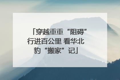 穿越重重“阻碍”行进百公里 看华北豹“搬家”记