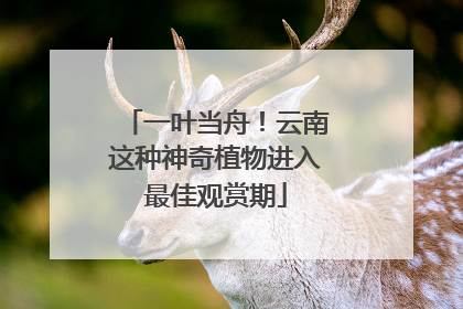 一叶当舟！云南这种神奇植物进入最佳观赏期