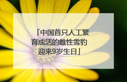 中国首只人工繁育成活的雌性雪豹迎来9岁生日