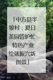 中方县半坡村：夏日茶园管护忙 特色产业绘就振兴新图景