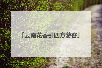 云南花香引四方游客
