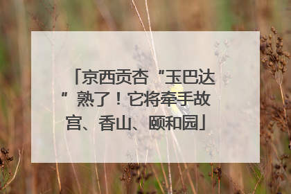 京西贡杏“玉巴达”熟了！它将牵手故宫、香山、颐和园