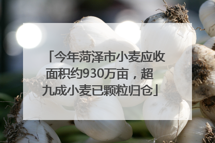 今年菏泽市小麦应收面积约930万亩，超九成小麦已颗粒归仓