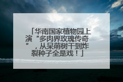 华南国家植物园上演“多肉界玫瑰传奇”，从呆萌树干到炸裂种子全是戏！