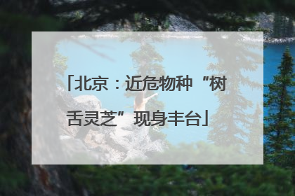 北京：近危物种“树舌灵芝”现身丰台