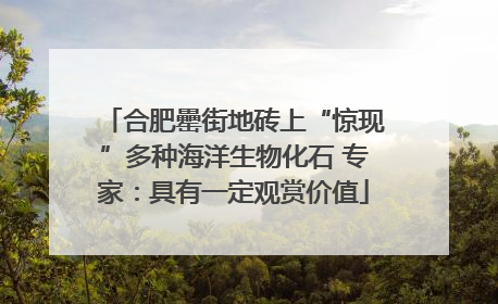 合肥罍街地砖上“惊现”多种海洋生物化石 专家：具有一定观赏价值