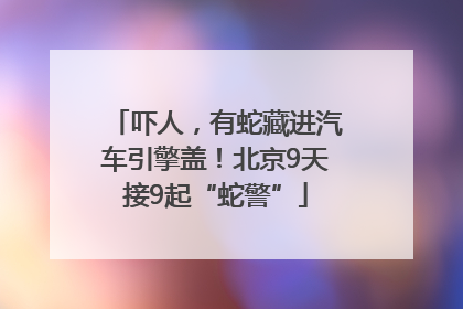 吓人，有蛇藏进汽车引擎盖！北京9天接9起“蛇警”
