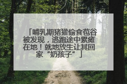 哺乳期猪獾偷食苞谷被发现，逃跑途中累瘫在地！就地放生让其回家“奶孩子”