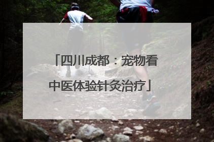 四川成都：宠物看中医体验针灸治疗
