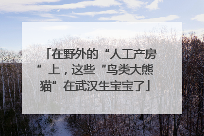 在野外的“人工产房”上，这些“鸟类大熊猫”在武汉生宝宝了