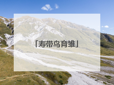 寿带鸟育雏