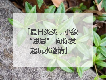 夏日炎炎，小象“崽崽” 向你发起玩水邀请