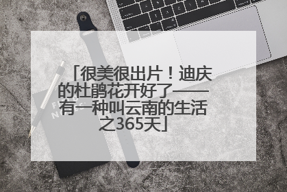 很美很出片！迪庆的杜鹃花开好了——有一种叫云南的生活之365天