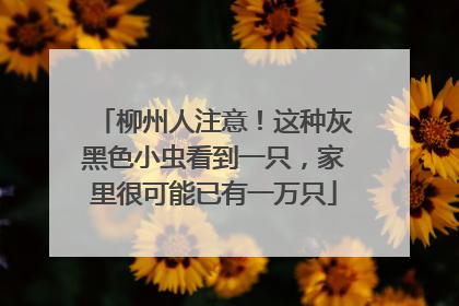 柳州人注意！这种灰黑色小虫看到一只，家里很可能已有一万只