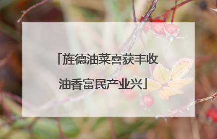 旌德油菜喜获丰收 油香富民产业兴