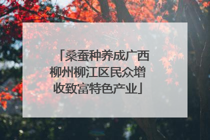 桑蚕种养成广西柳州柳江区民众增收致富特色产业