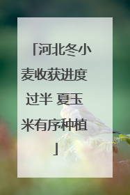 河北冬小麦收获进度过半 夏玉米有序种植