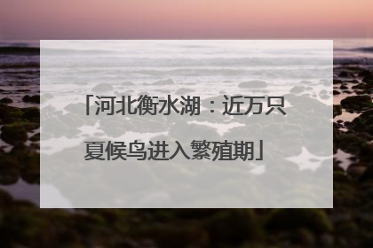 河北衡水湖：近万只夏候鸟进入繁殖期