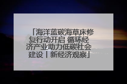 海洋蓝碳海草床修复行动开启 循环经济产业助力低碳社会建设丨新经济观察
