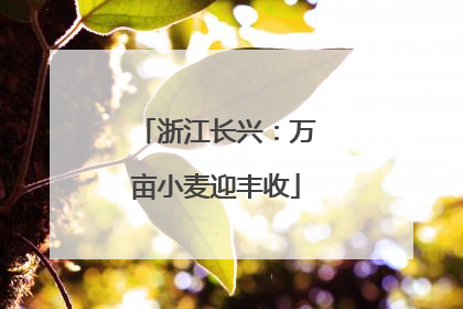 浙江长兴：万亩小麦迎丰收