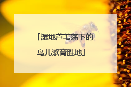 湿地芦苇荡下的鸟儿繁育胜地