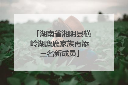 湖南省湘阴县横岭湖麋鹿家族再添三名新成员