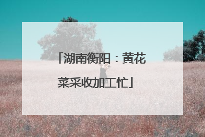 湖南衡阳：黄花菜采收加工忙
