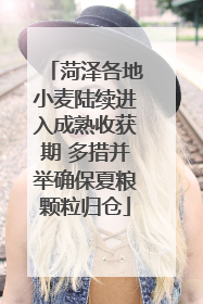 菏泽各地小麦陆续进入成熟收获期 多措并举确保夏粮颗粒归仓