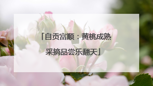 自贡富顺：黄桃成熟 采摘品尝乐翻天