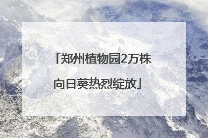 郑州植物园2万株向日葵热烈绽放