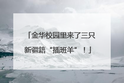 金华校园里来了三只新疆籍“插班羊”！