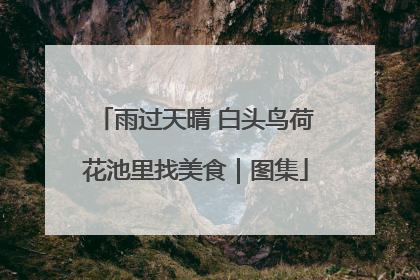 雨过天晴 白头鸟荷花池里找美食｜图集