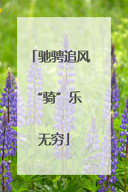 驰骋追风 “骑”乐无穷