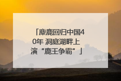 麋鹿回归中国40年 洞庭湖畔上演“鹿王争霸”