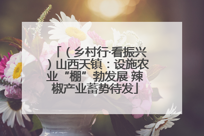 （乡村行·看振兴）山西天镇：设施农业“棚”勃发展 辣椒产业蓄势待发